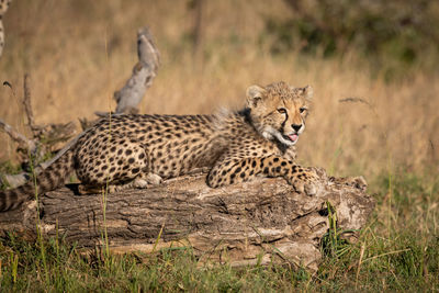 Cat relaxing on field