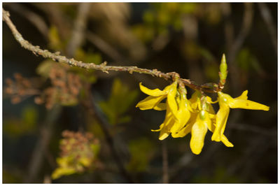 Close-up of yellow flowering plant