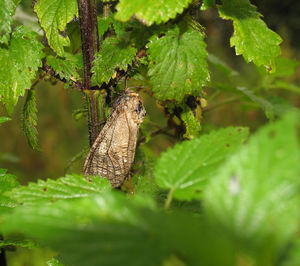 Close-up of lizard on tree branch