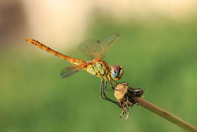 Close-up of dragonfly