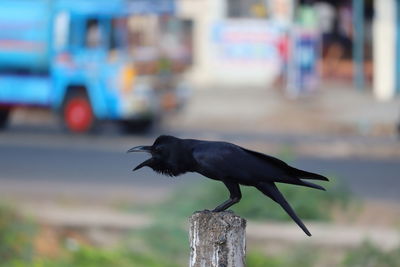 Close-up of bird perching on wood