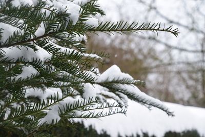 Close-up of pine tree during winter