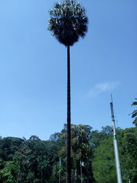 Low angle view of trees against clear sky