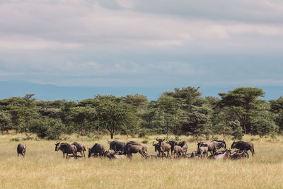 Gnu herd on field against sky