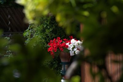 Close-up of flowers