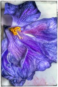 Close-up of purple flowers