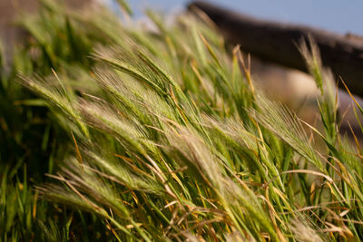 Close-up of wheat growing on field