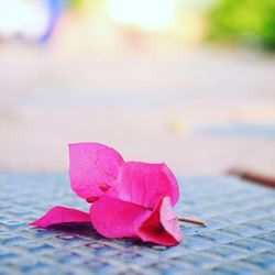 Close-up of pink rose in water