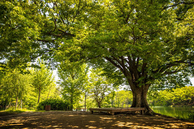 Trees in park