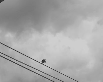 Low angle view of silhouette bird perching on cable against sky