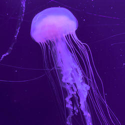 Close-up of jellyfish swimming in sea