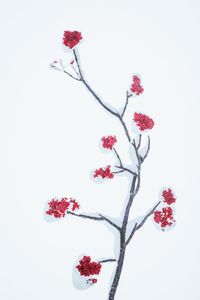 Close-up of red flowering plant against white background