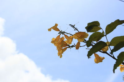 Low angle view of leaves on tree against sky