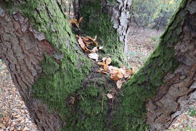 Close-up of mushroom growing on tree trunk