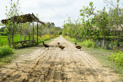 Group of adult ducks crossing the road in the rural area