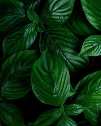 Closeup nature view of green leaf background and dark tone