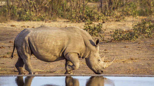 View of elephant drinking water