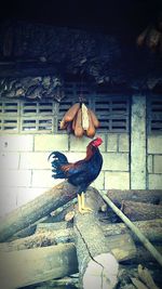 Rooster in traditional clothing