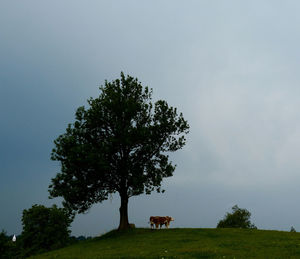 Cows grazing on grassy field