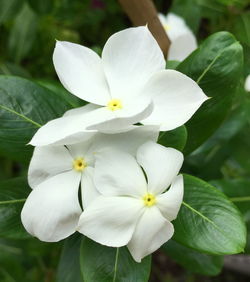 Close-up of white flowering plant