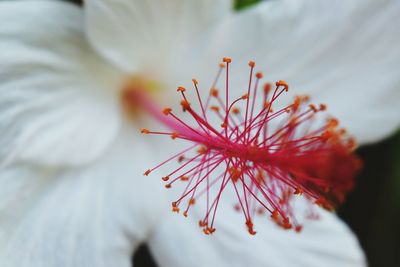 Close-up of red flower