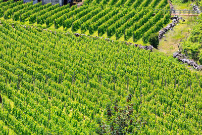 High angle view of corn field