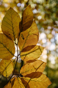 Close-up of autumnal leaves