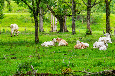 Sheep in a field