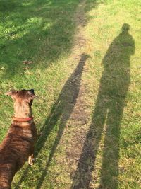 Shadow of a dog on field