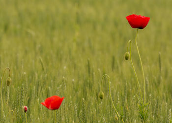 Close-up of red poppy flower in field