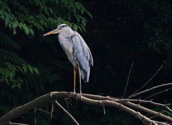 High angle view of gray heron perching on tree in forest