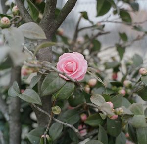 Close-up of pink rose blooming in park