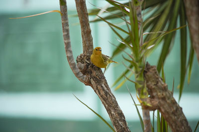 Close-up of bird perching on branch