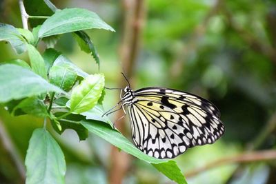 Close-up of butterfly on leaf