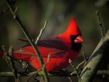 Close-up of a bird perching on branch