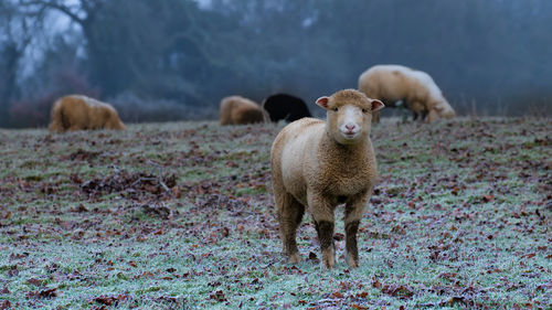 Sheep standing in a field