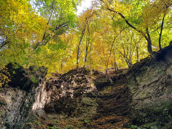 Trees in forest during autumn