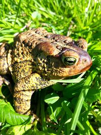 Close-up of frog