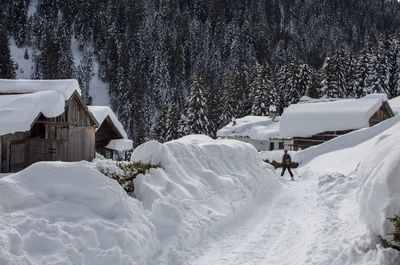 Man skiing on snow covered trees