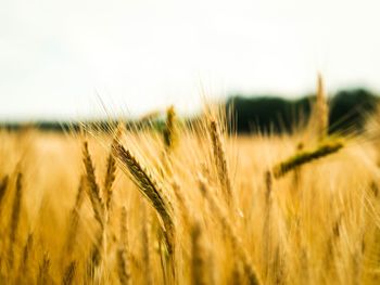 Close-up of wheat field against sky