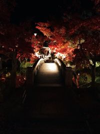 Illuminated trees at night