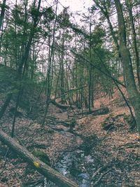 View of trees in forest