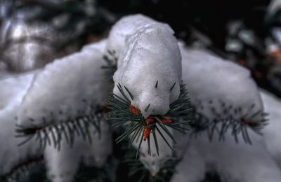 Close-up of a bird on snow