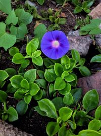 Close-up of purple flower growing on plant