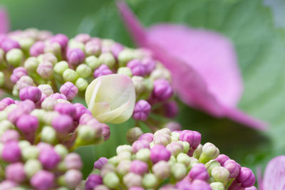 Close-up of pink flower buds