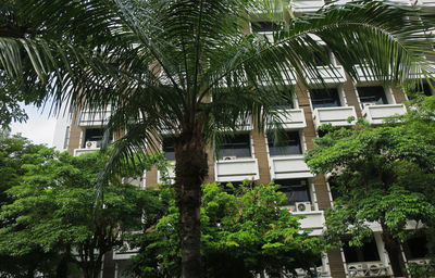 Palm trees in garden