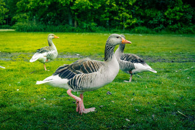 Pigeons on a field