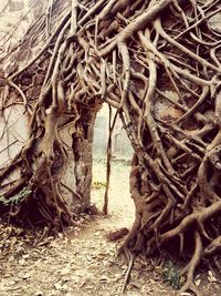 Close-up of tree roots