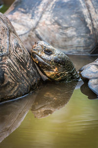 Tortoises swimming in lake