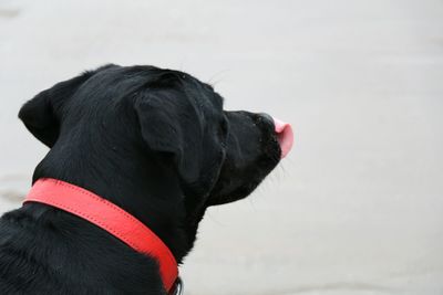 Close-up of black dog